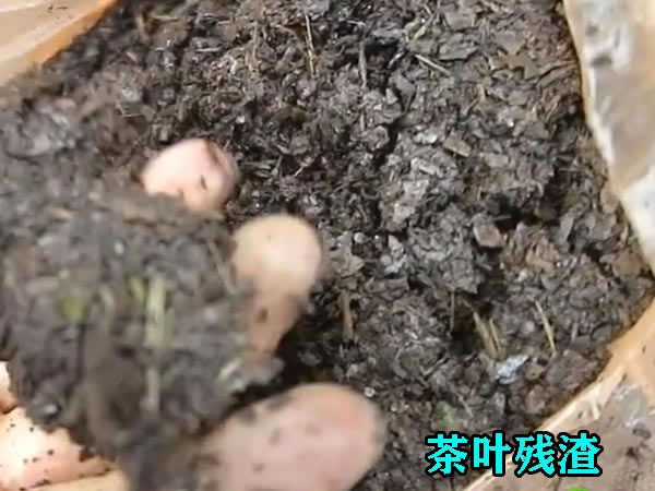 茶叶渣压榨机使用优势